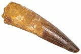 Fossil Spinosaurus Tooth - Real Dinosaur Tooth #382386-1
